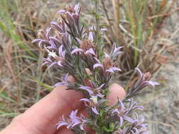 Image of Liatris carizzana (Gaiser) G. L. Nesom