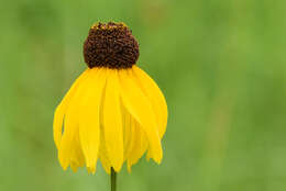 Image of rough coneflower