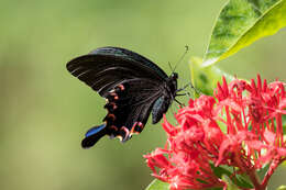 Image of <i>Papilio bianor thrasymedes</i>