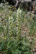 Image of Pedicularis achilleifolia Stephan ex Willd.