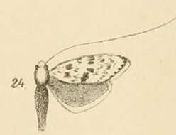 Image of Ceromitia turpisella Walker 1863