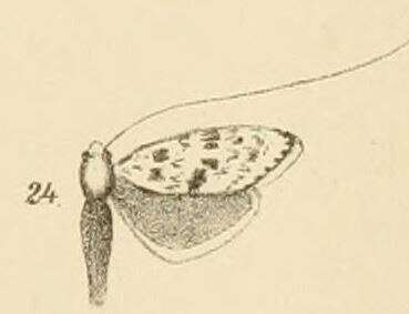 Image of Ceromitia turpisella Walker 1863