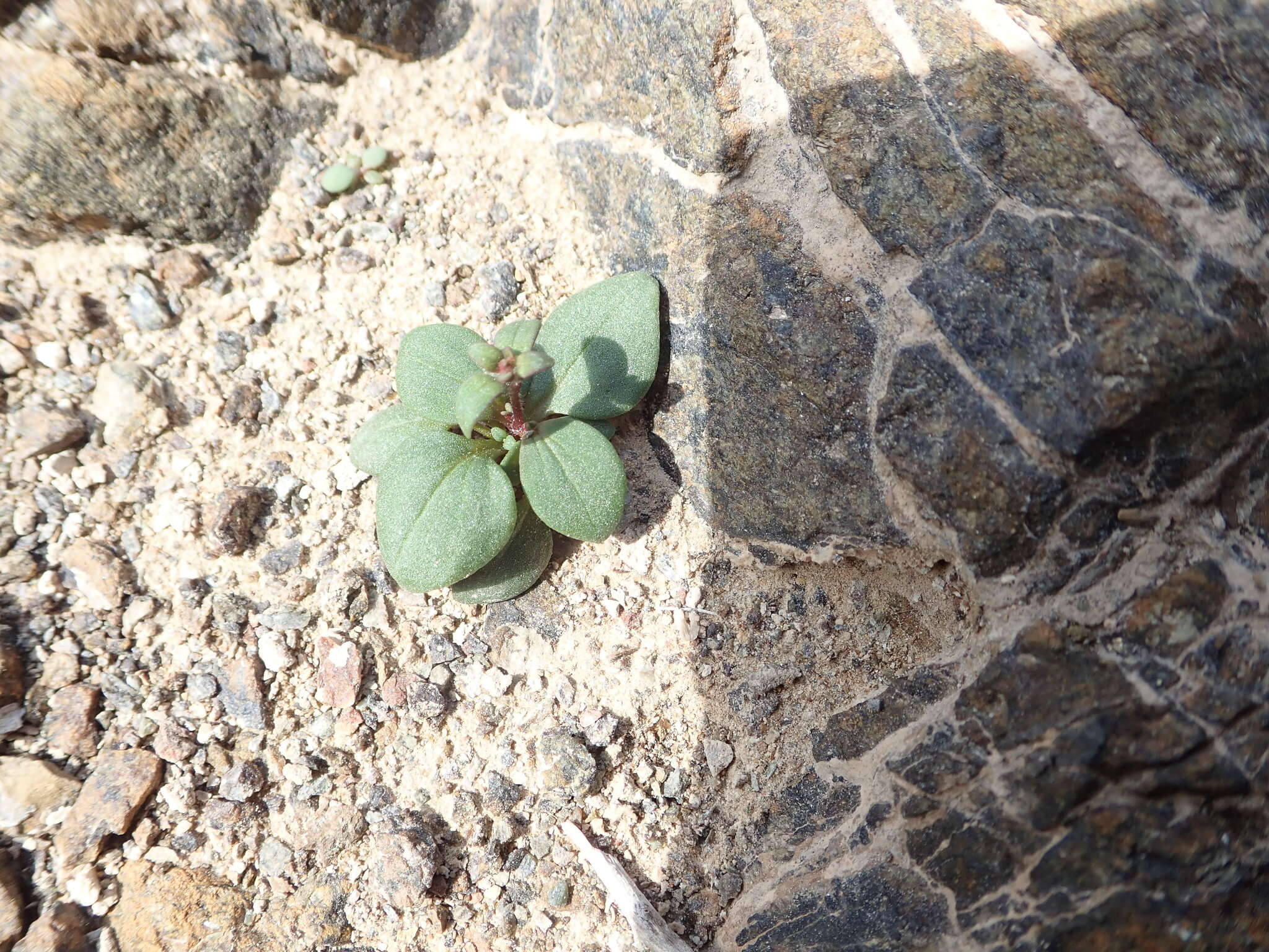 Image of Psammophiliella bellidifolia (Boiss.) S. S. Ikonnikov