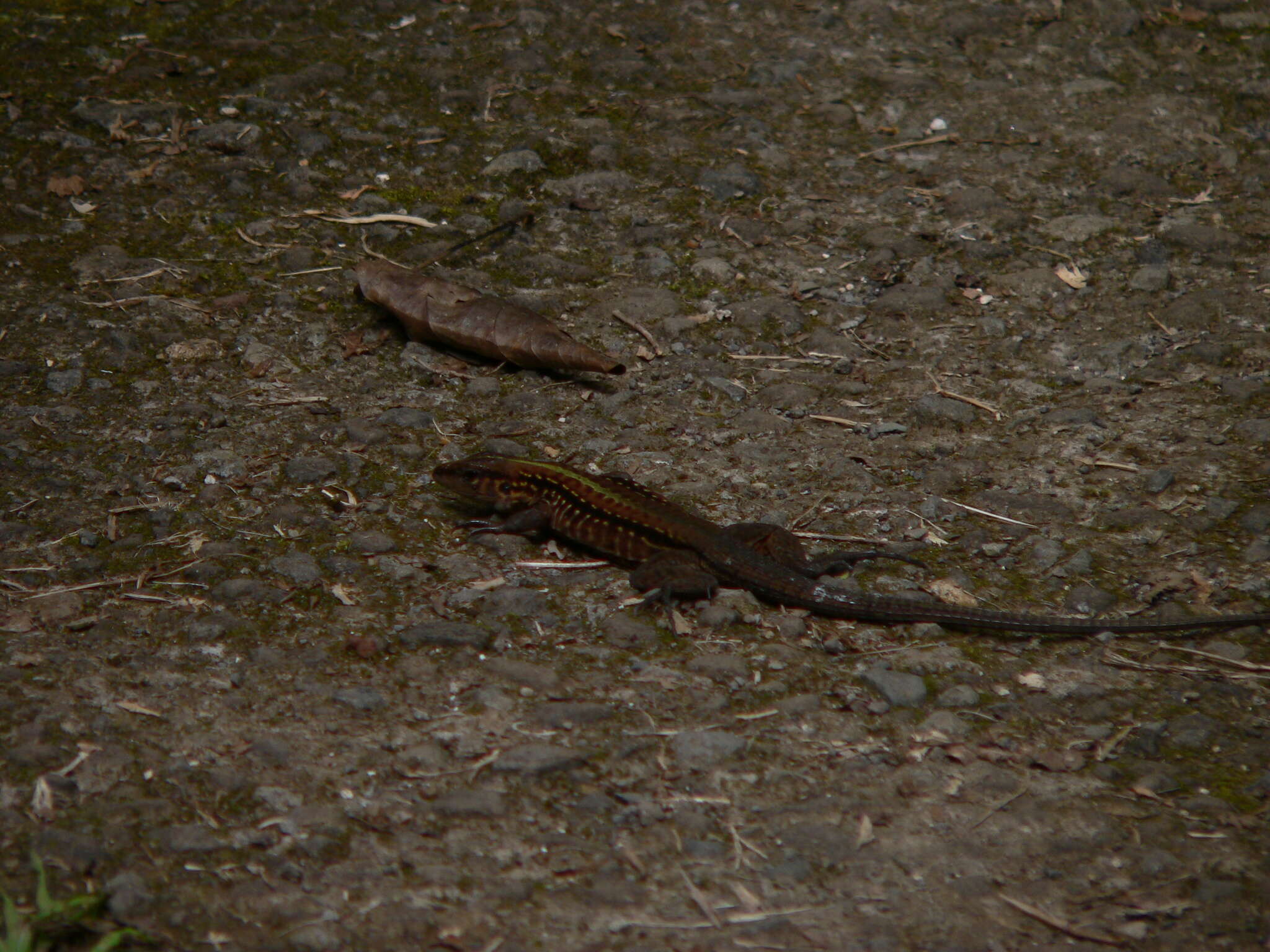 Image of Ameiva Lizard