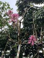 Image of Amazon coral tree