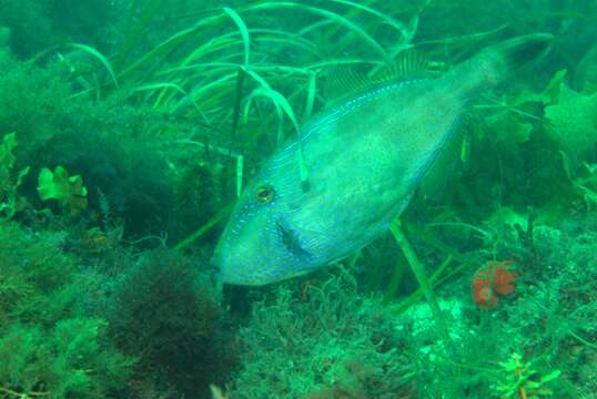 Image of Spiny-tailed leatherjacket