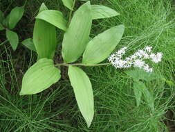 Image of Maianthemum japonicum (A. Gray) La Frankie
