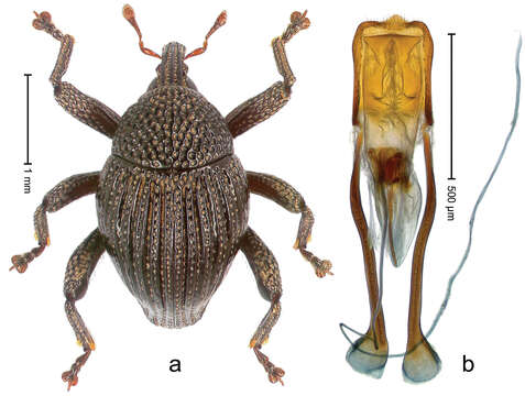 Image of Trigonopterus batukarensis Riedel 2014