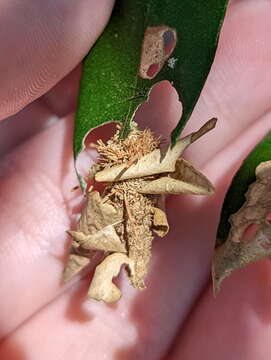 Image of Metura aristocosma (Lower 1908) Beaver 2020