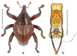 Image of Trigonopterus bawangensis Riedel 2014