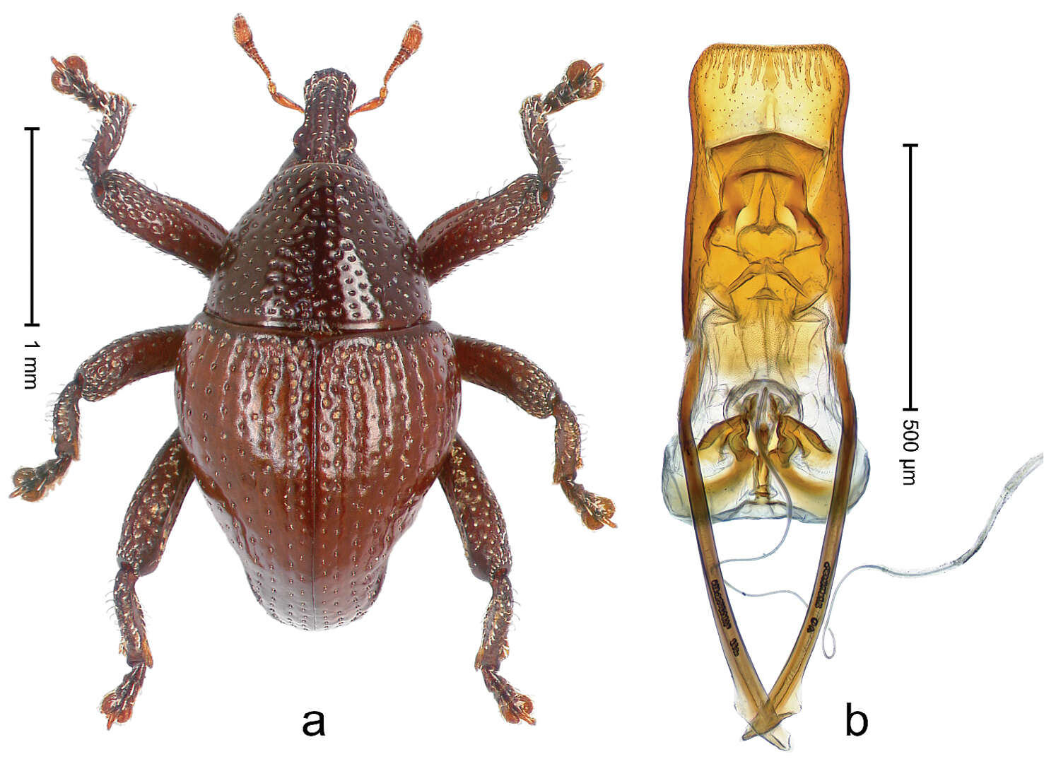 Image of Trigonopterus bawangensis Riedel 2014