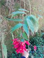 صورة Cestrum fasciculatum (Schltdl.) Miers