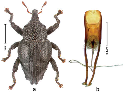 Image of Trigonopterus binodulus Riedel 2014