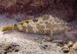 Слика од Epinephelus spilotoceps Schultz 1953