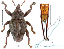 Image of Trigonopterus cahyoi Riedel 2014