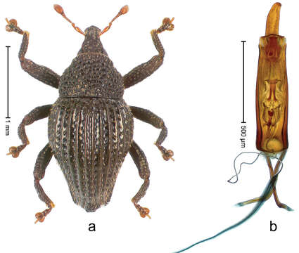 Image of Trigonopterus costipennis Riedel 2014