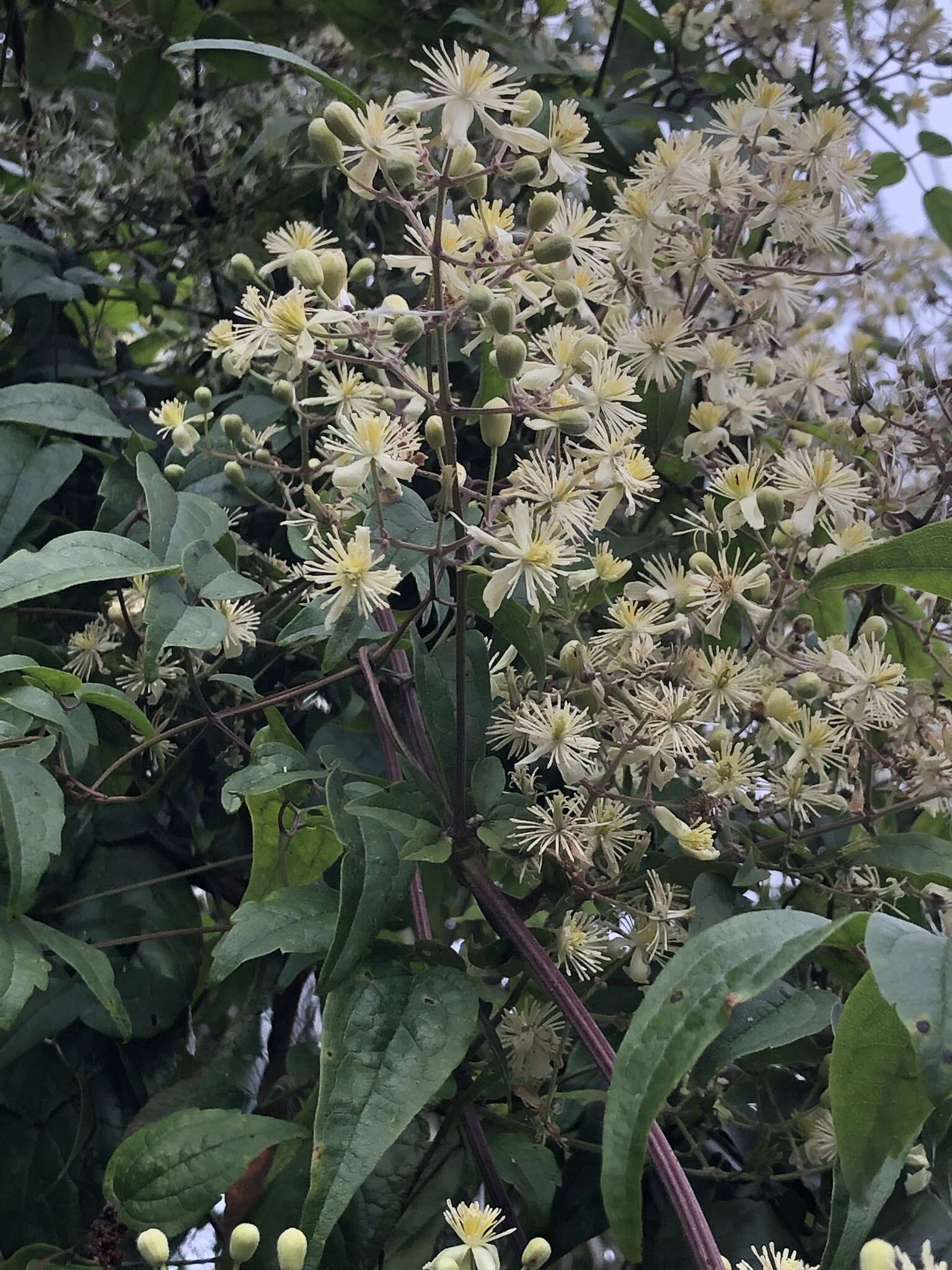 Imagem de Clematis peterae var. lishanensis (T. Y. Yang & T. C. Huang) W. T. Wang