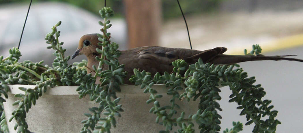 Image of American Mourning Dove