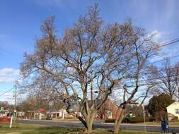 Image of Saucer magnolia