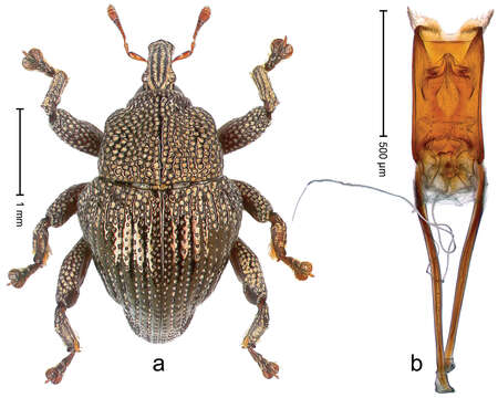 Image of Trigonopterus cuprescens Riedel 2014