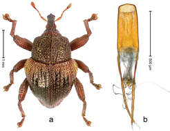 Image de Trigonopterus dacrycarpi Riedel 2014