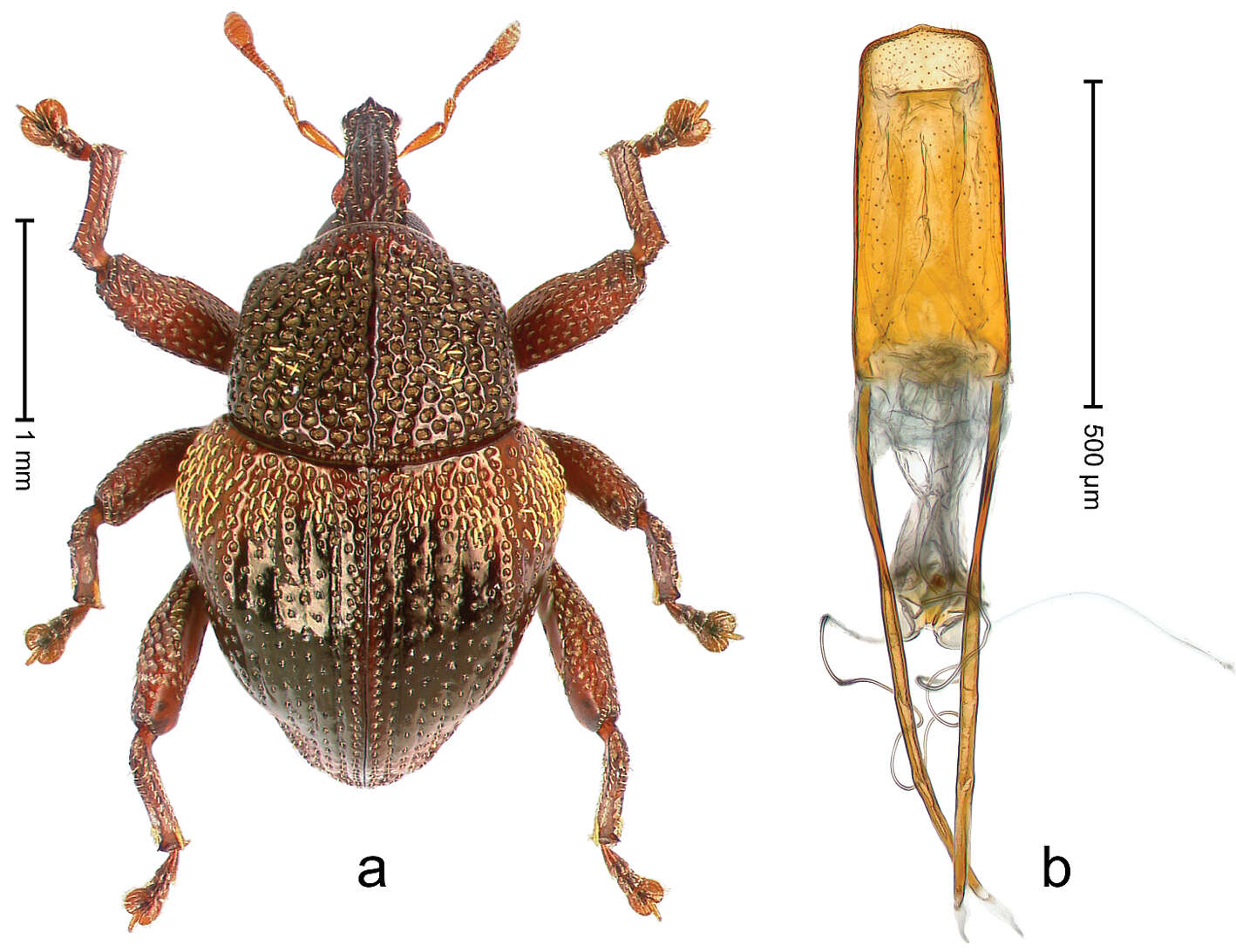 Image of Trigonopterus dacrycarpi Riedel 2014