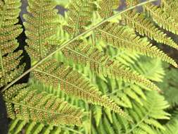 Image of swordfern