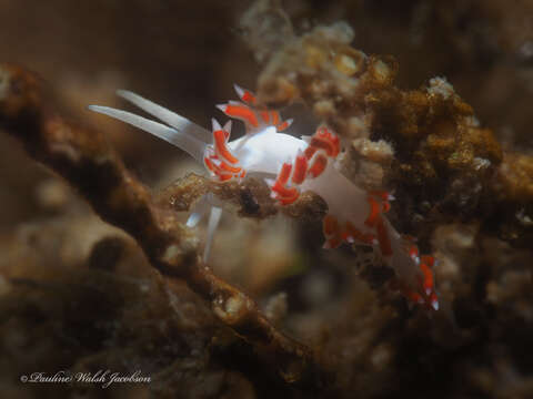 Image of Flabellina dushia (Marcus Ev. & Er. 1963)