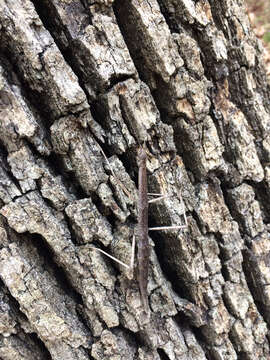 Image of Northern Walkingstick