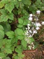 Image of Tiarella trifoliata var. trifoliata