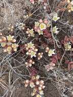 Image of Santa Cruz Island liveforever