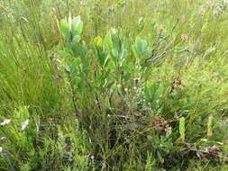 Imagem de Protea speciosa (L.) L.