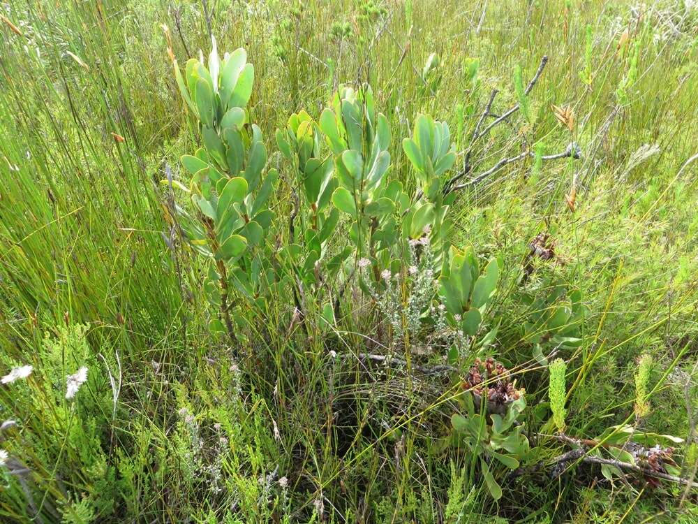 Imagem de Protea speciosa (L.) L.