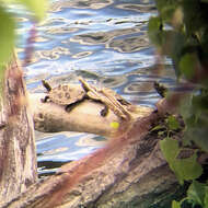 Image of Ouachita Map Turtle