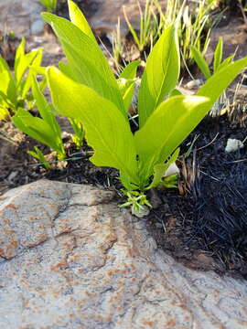 صورة Pygmaeothamnus zeyheri (Sond.) Robyns