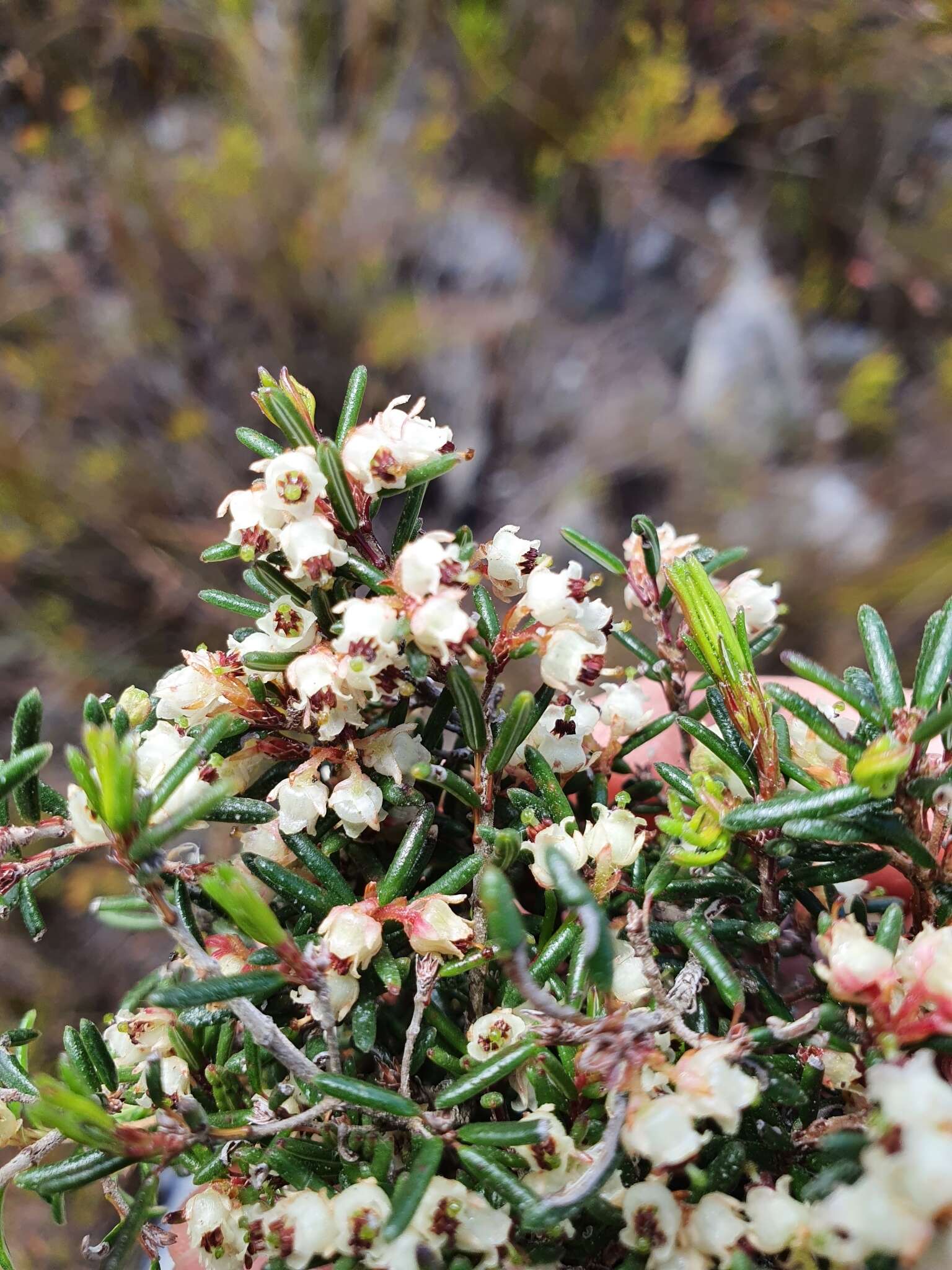 Image of Blunt Heath