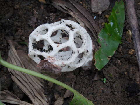 Image of Clathrus roseovolvatus Lécuru, Mornand, Fiard & Courtec. 2013