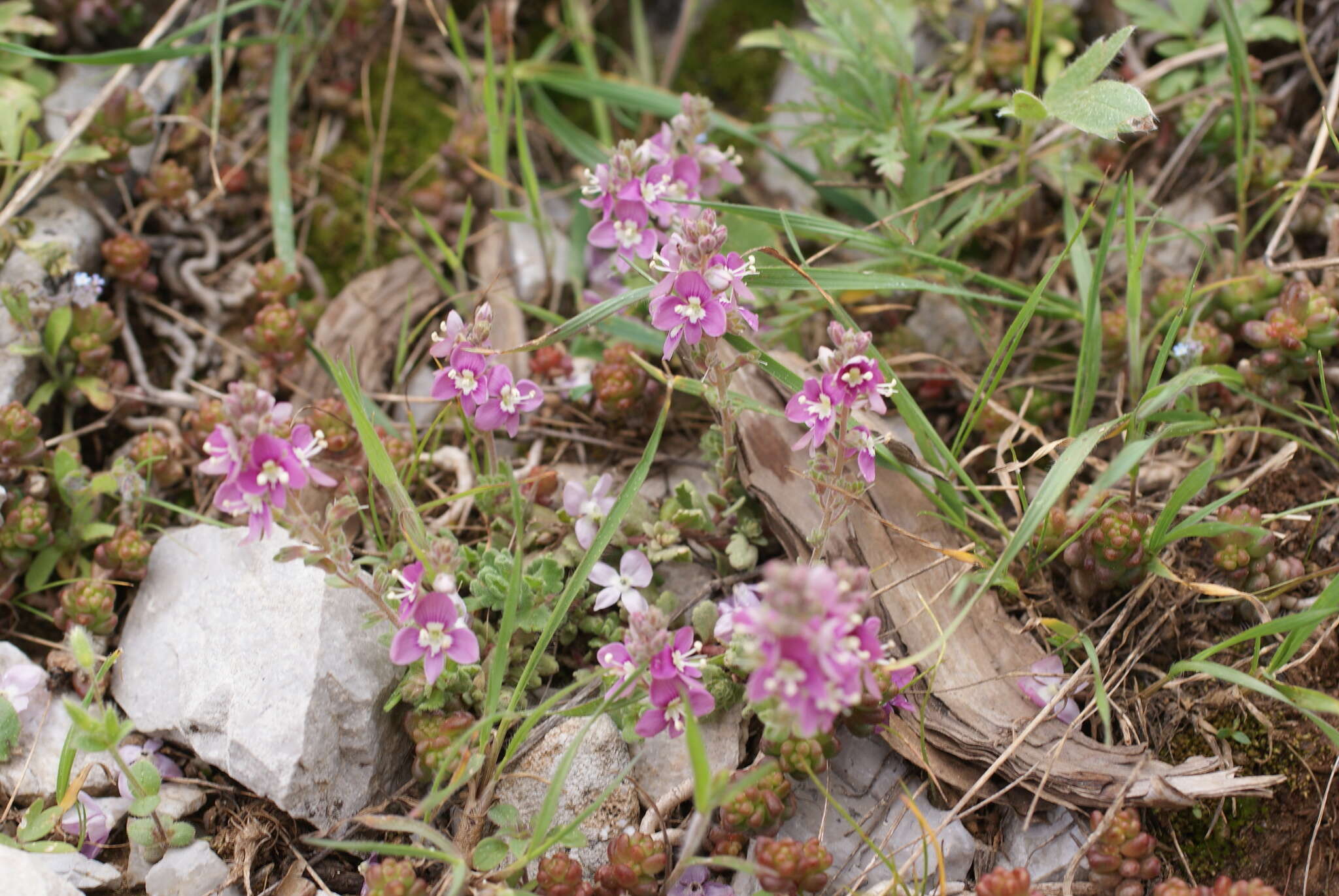 Image of Veronica cuneifolia D. Don