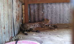 Image of Leopard Cat