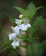 Plancia ëd Melittis melissophyllum subsp. albida (Guss.) P. W. Ball