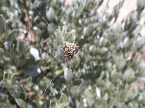 Image of Austracantha