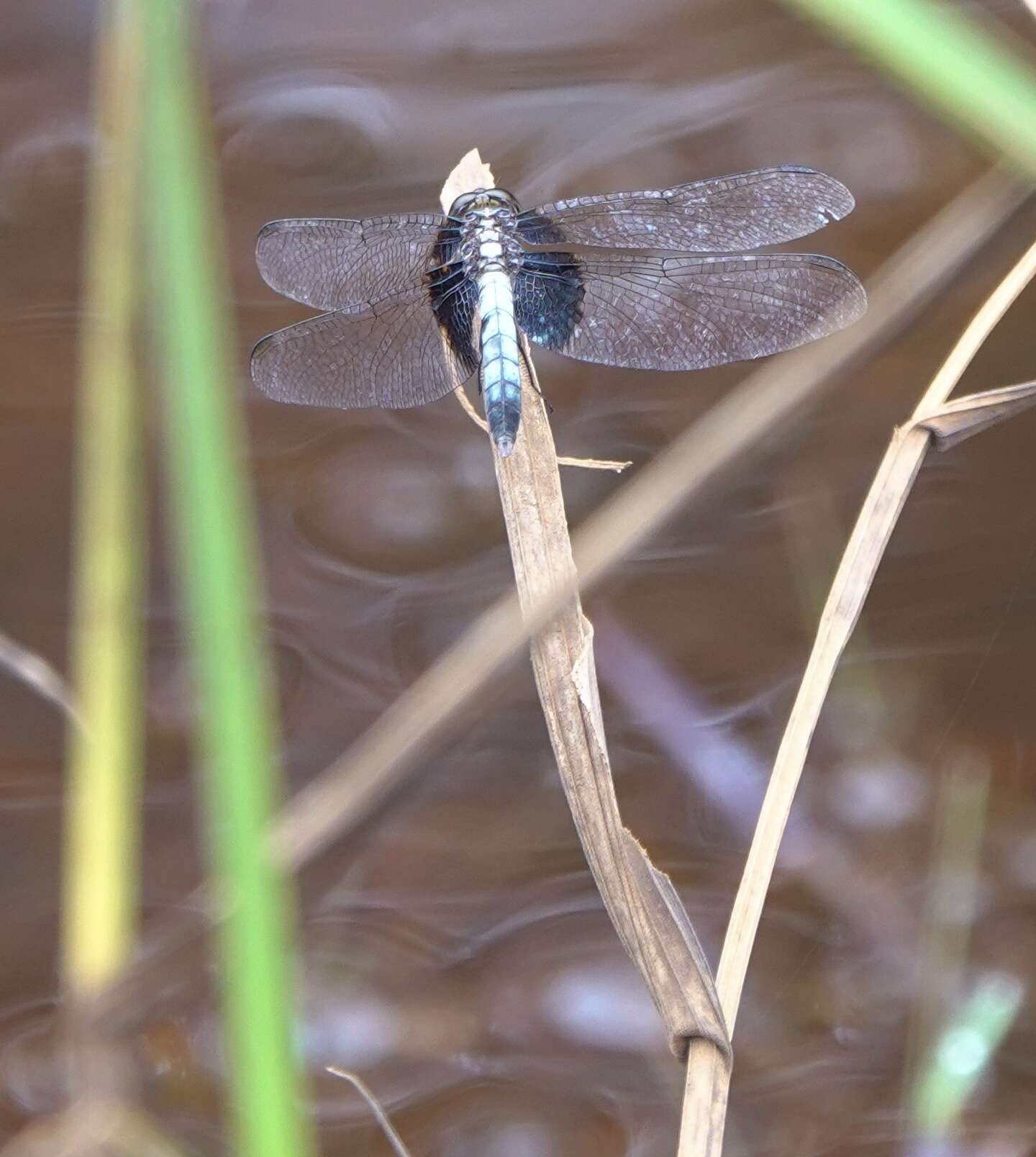 Слика од Erythrodiplax unimaculata (De Geer 1773)