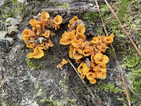 Image of Craterellus aureus Berk. & M. A. Curtis 1860