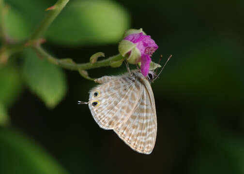 Image of Lang's Short-tailed Blue