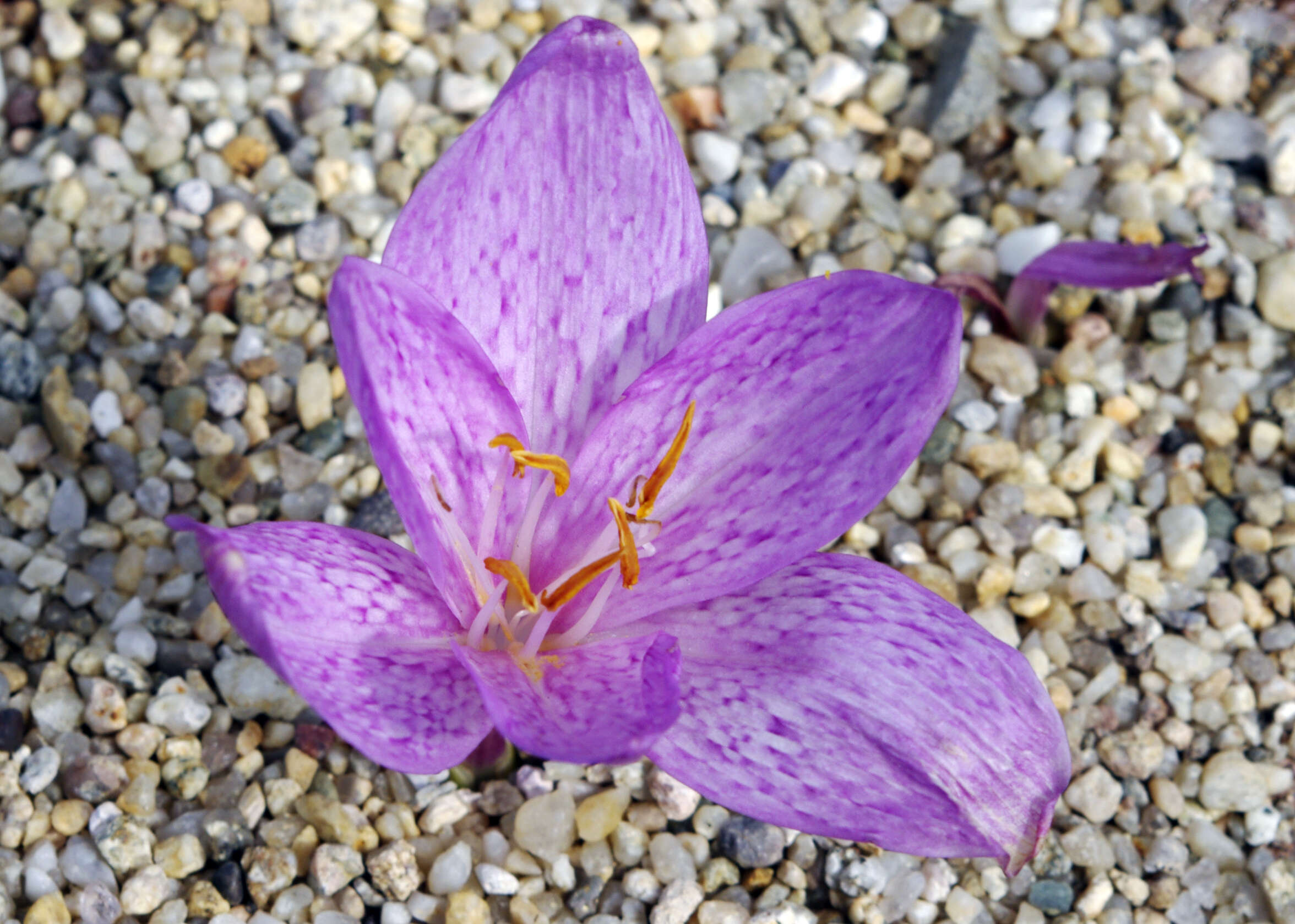 Image of colchicum