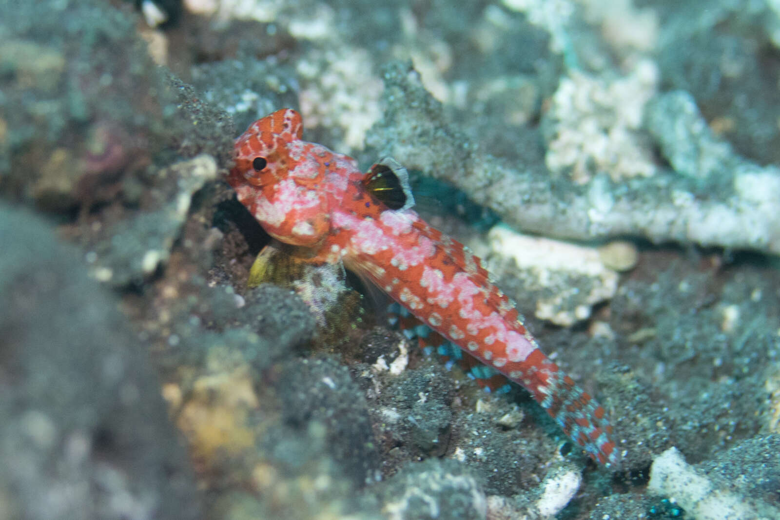 Image of Moyer&#39;s dragonet