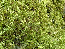 Image of California antitrichia moss