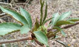 Image of Sambucus racemosa subsp. sieboldiana (Bl. ex Miq.) Hara