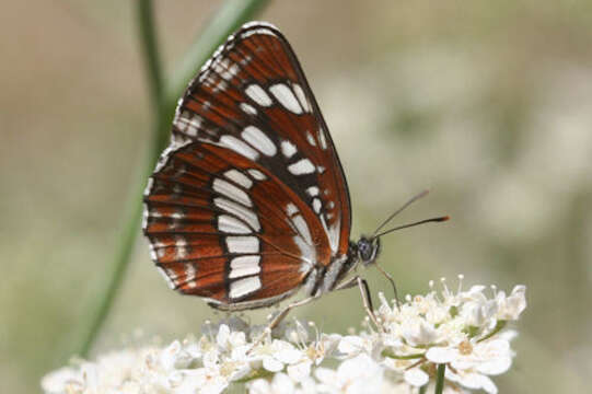 Image de Neptis rivularis ludmilla Nordmann 1851