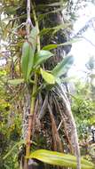 Image of Hooded orchid